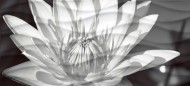 Вставка Wave BlackFlowers WA2G441D, 200*440 мм, черно-белый